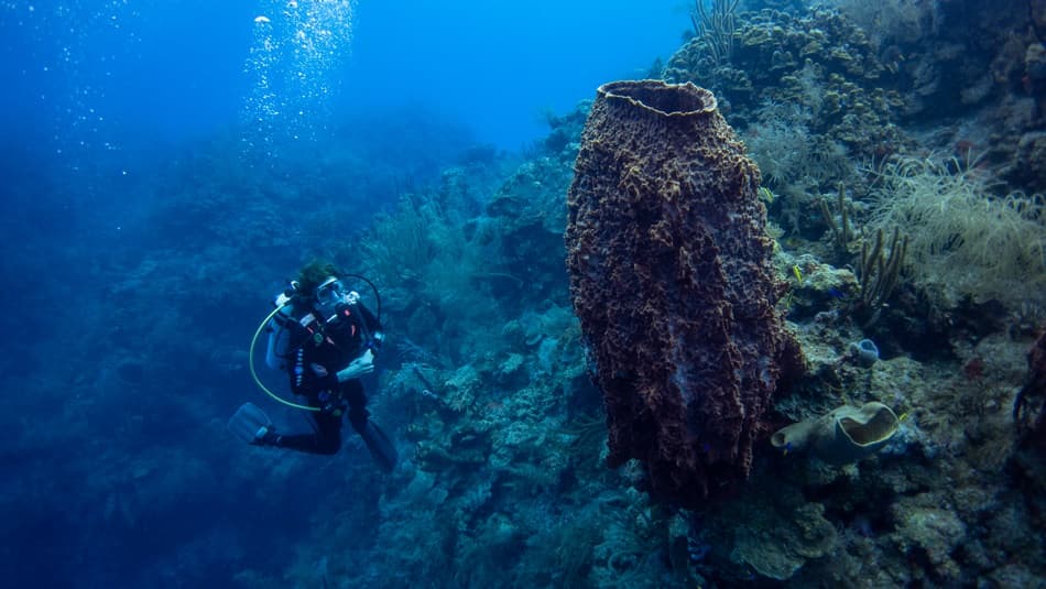 A scuba diver explores a coral reef with a large sponge in the foreground.