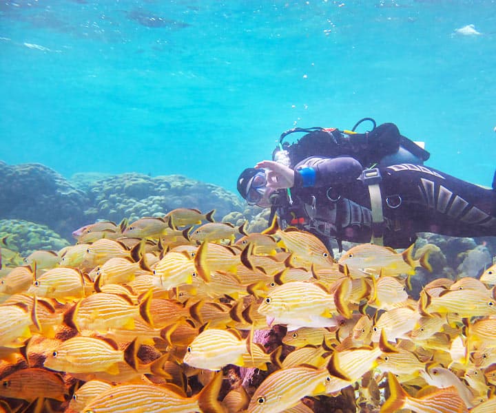 A diver gives a peace sign while surrounded by a school of yellow-striped fish underwater.