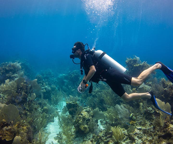 A diver swims through a vibrant underwater scene filled with coral and marine vegetation.