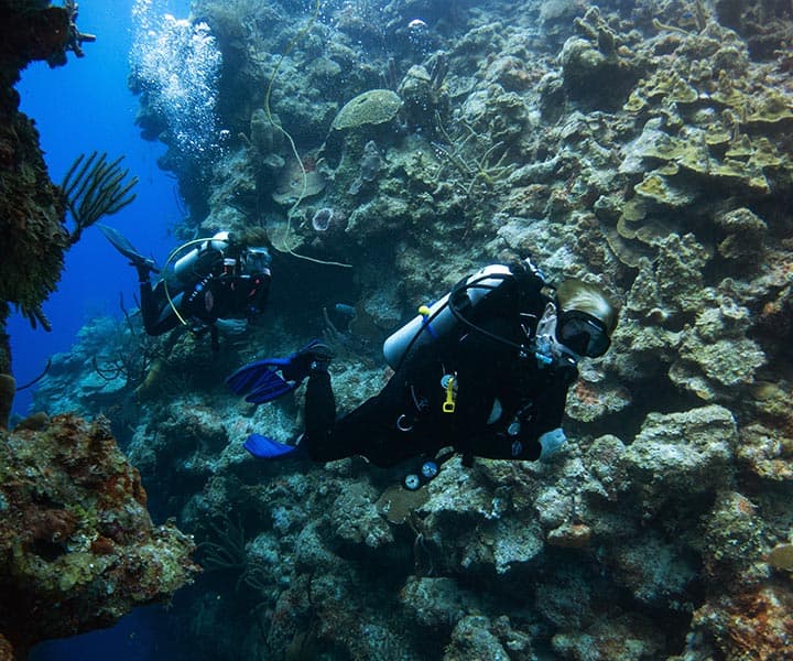 Divers explore a vibrant coral reef with colorful fish in clear blue water. Their focus and calm suggest awe and tranquility in the marine environment.