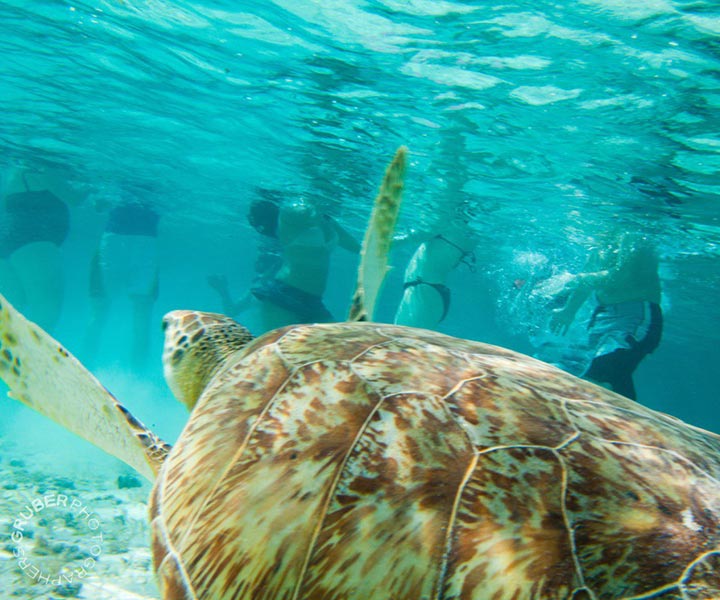 Ambergris Caye Belize Snorkeling Tours