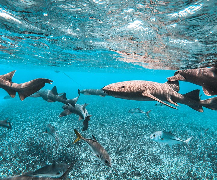 Ambergris Caye Belize Snorkeling Tours