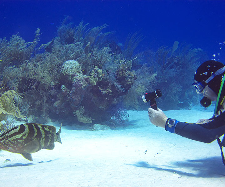 Ambergris Caye Diving Tours